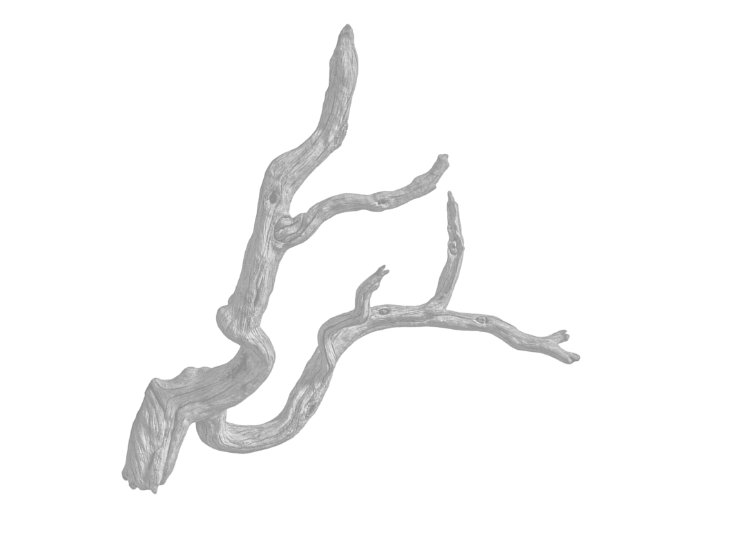 Twisted desert driftwood branch illustration
