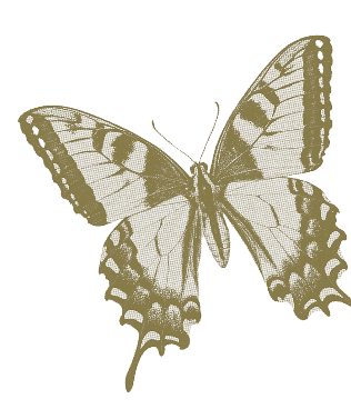 Swallowtail butterfly illustration