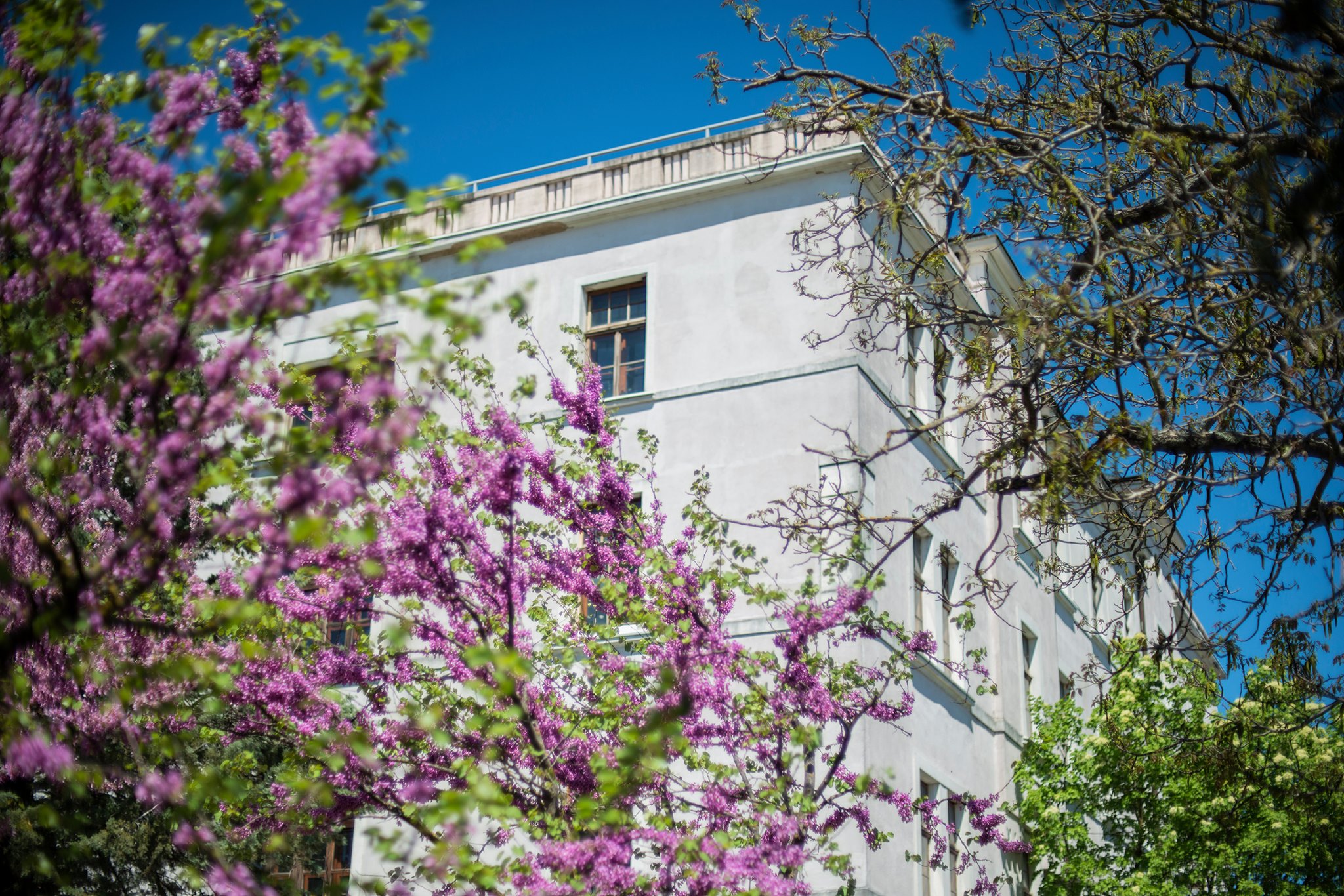 Academy of Fine Arts complex in Široki Brijeg in spring