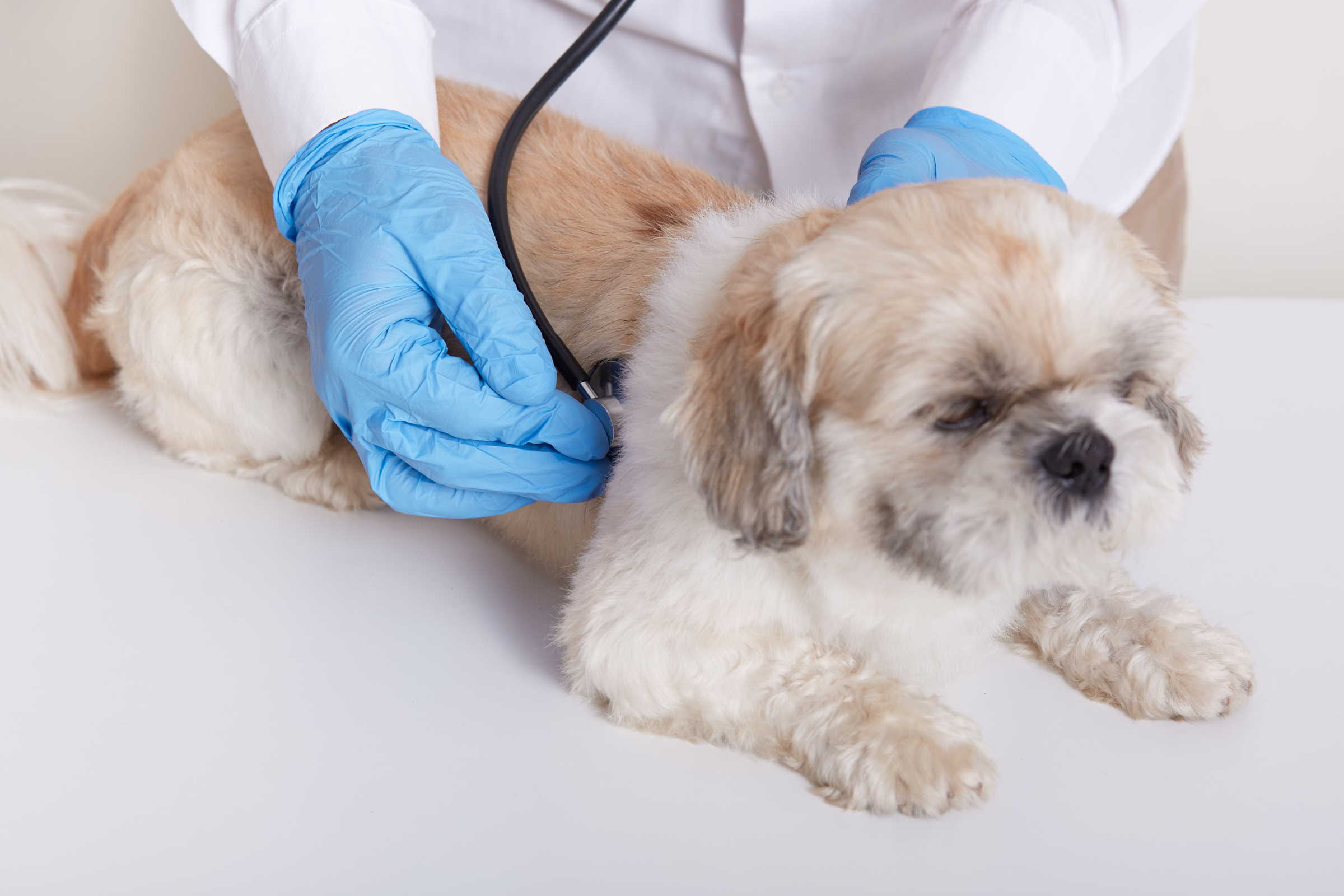 Veterinary Clinical Centre of the Faculty of Veterinary Medicine, Sarajevo