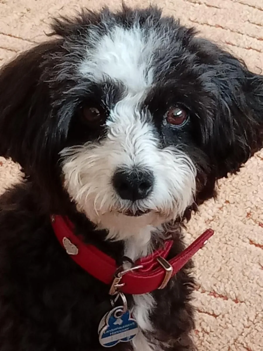 Teddy, der schwarz-weiße Hund von Christina, mit rotem Halsband