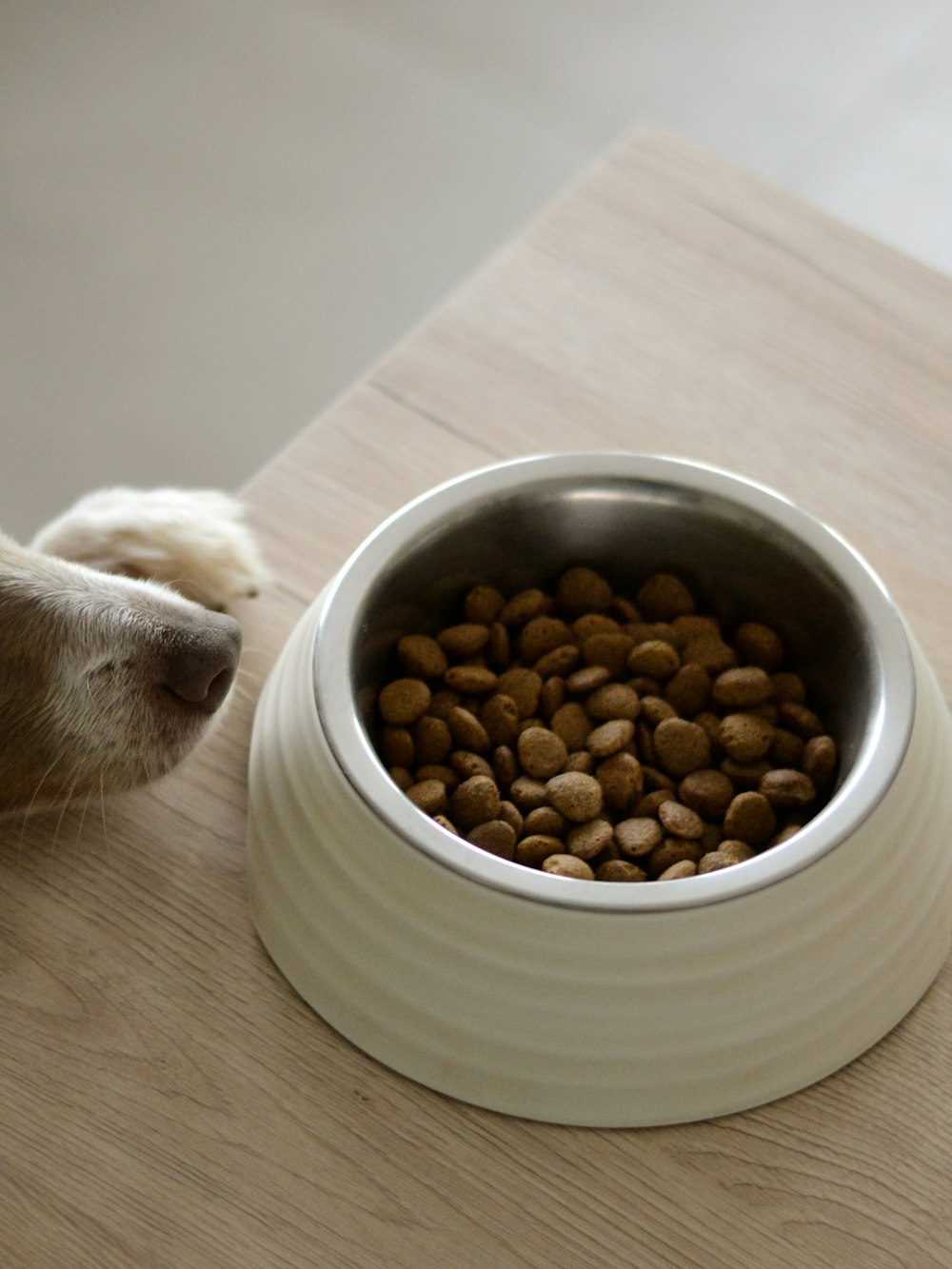 A dog waiting beside a bowl of dry food