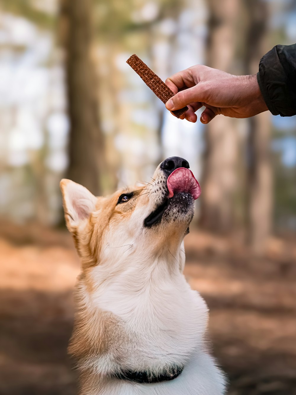 A dog looking up for a treat