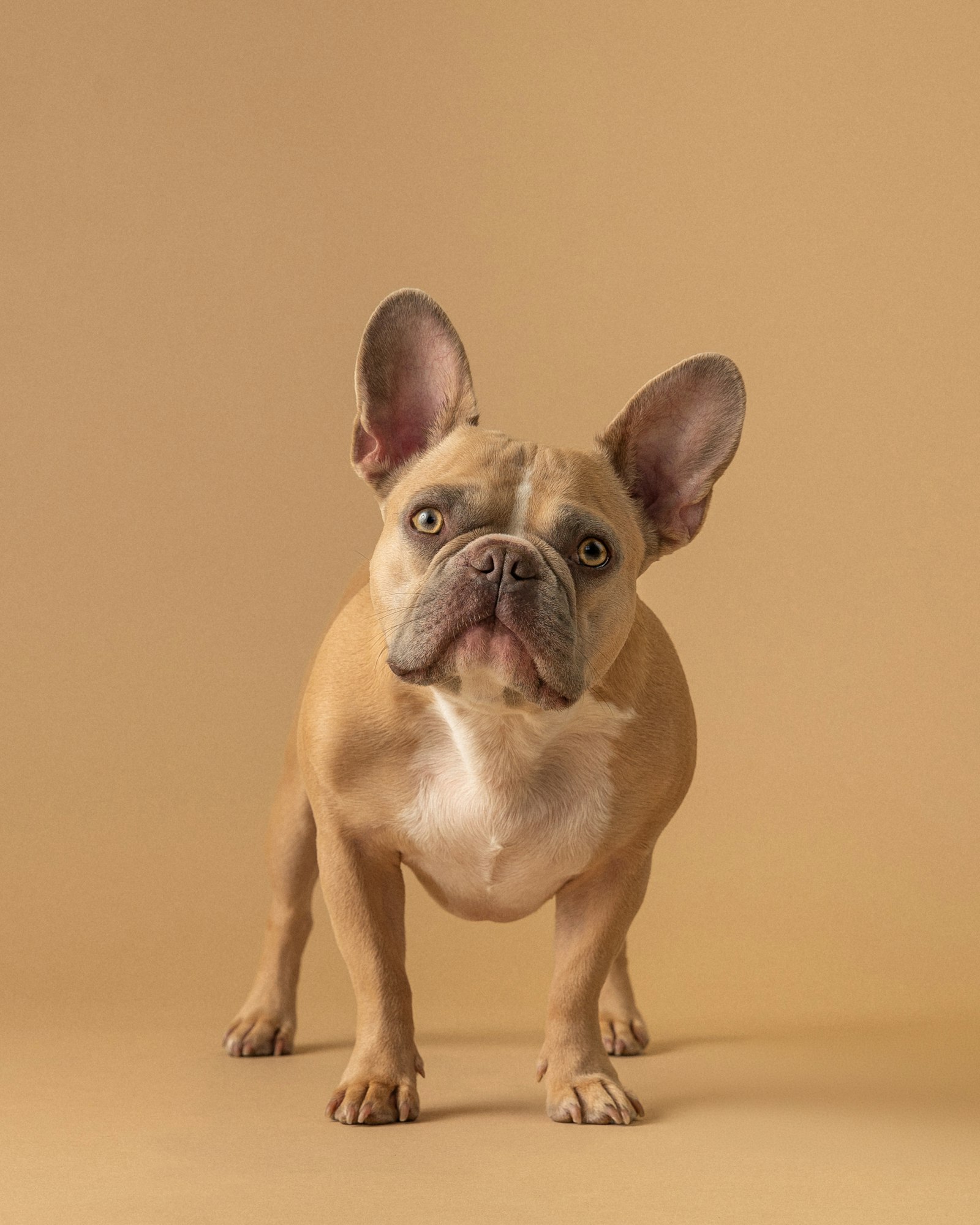 A French bulldog in a studio on a warm beige background