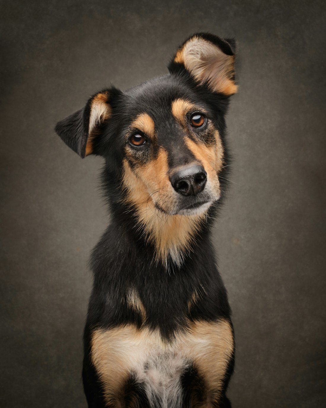 A studio portrait of a black and tan dog