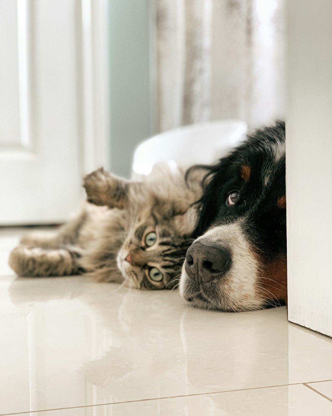 A dog and a cat resting together at home