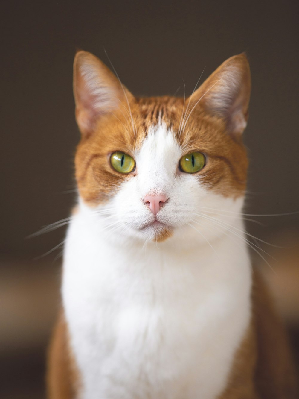 A ginger and white cat looking at the camera