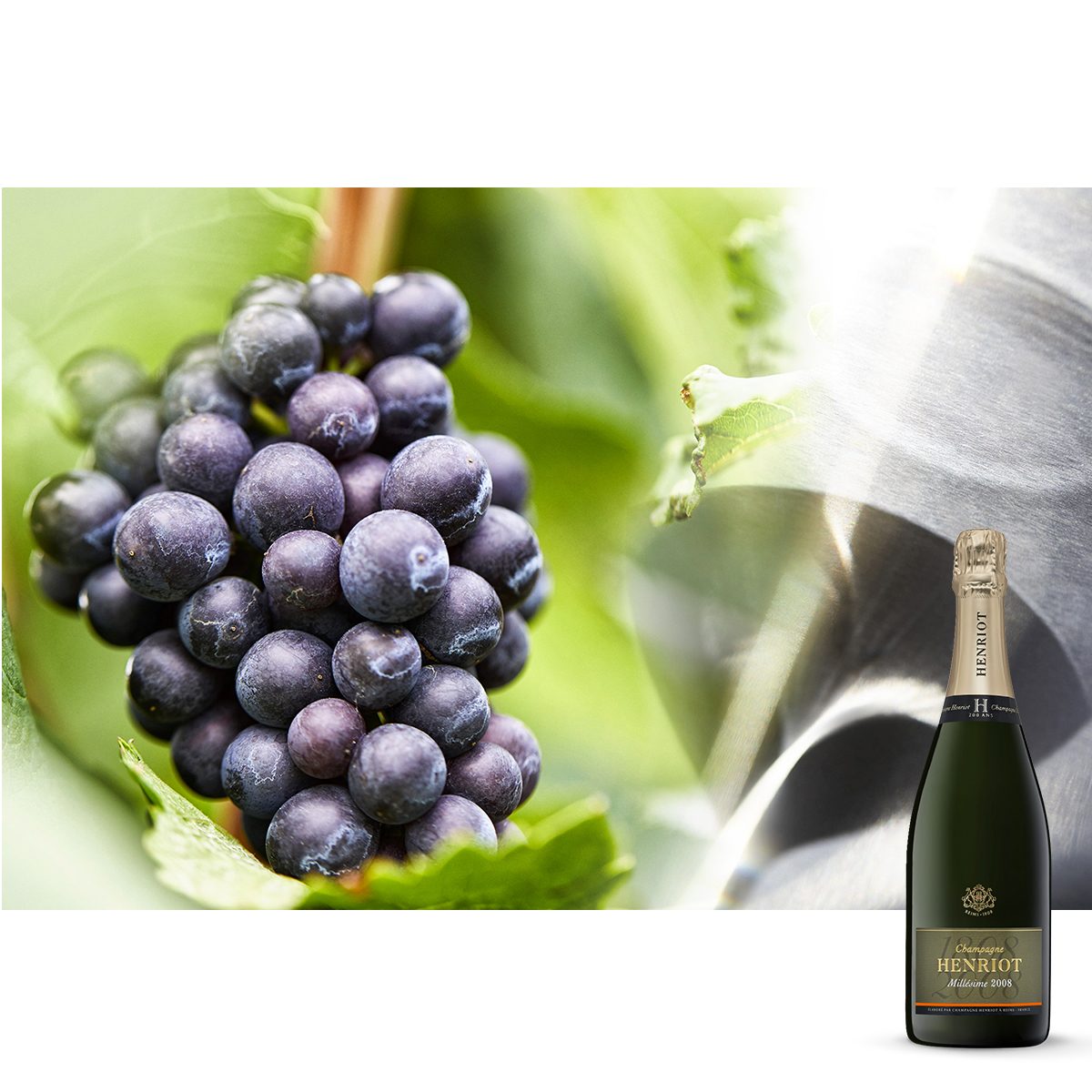 Champagne Henriot : une grappe de raisin noir dans les vignes, et la bouteille Millésime 2008