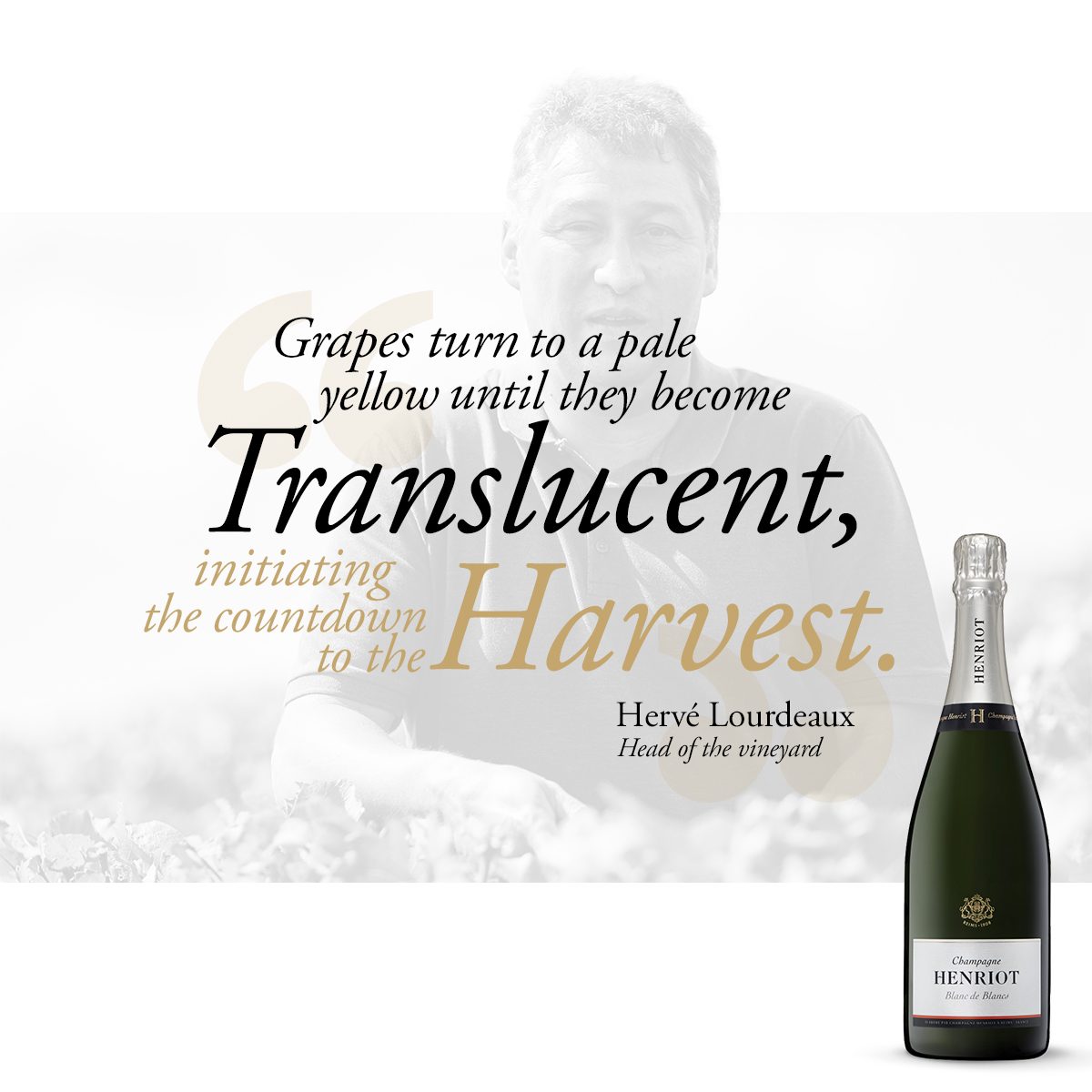 Champagne Henriot, format citation en noir et blanc : « Grapes turn to a pale yellow until they become translucent, initiating the countdown to the harvest. »