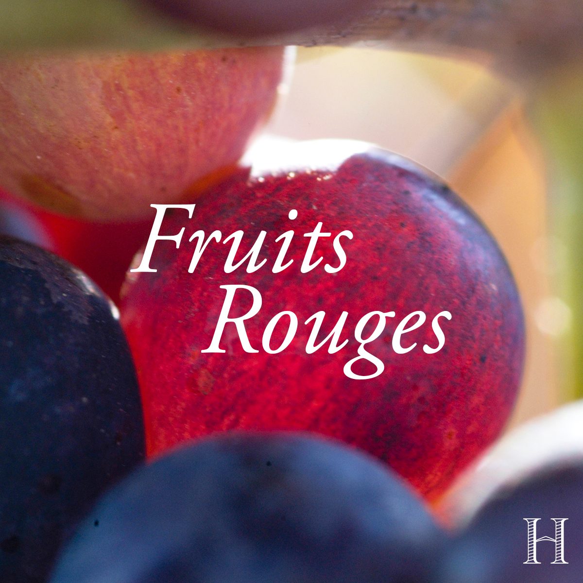 Champagne Henriot, note de dégustation du Brut Rosé : « Fruits rouges », sur des fruits rouges en gros plan