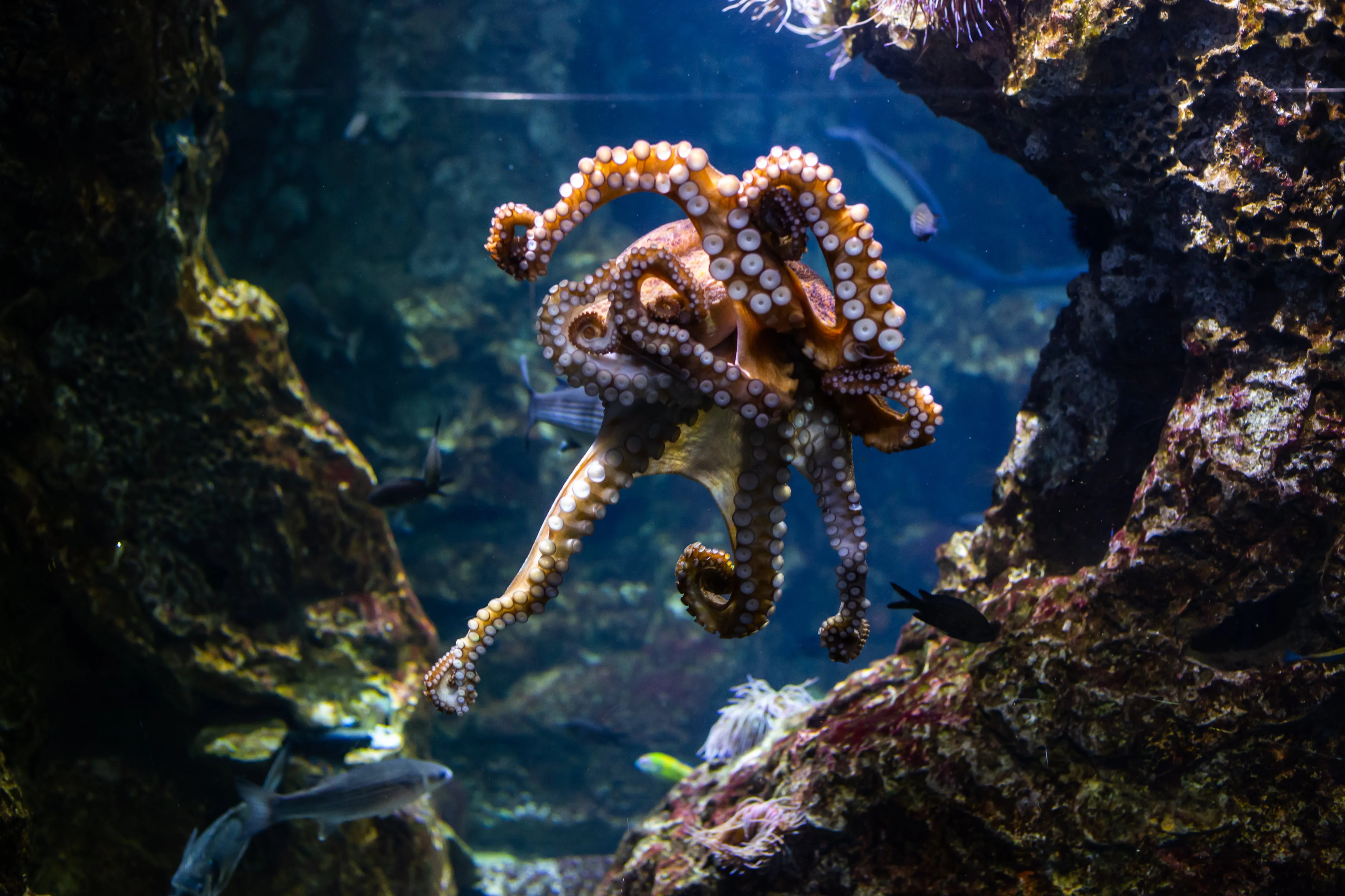 Octopus with curled tentacles swimming near rocky coral underwater with several fish around.