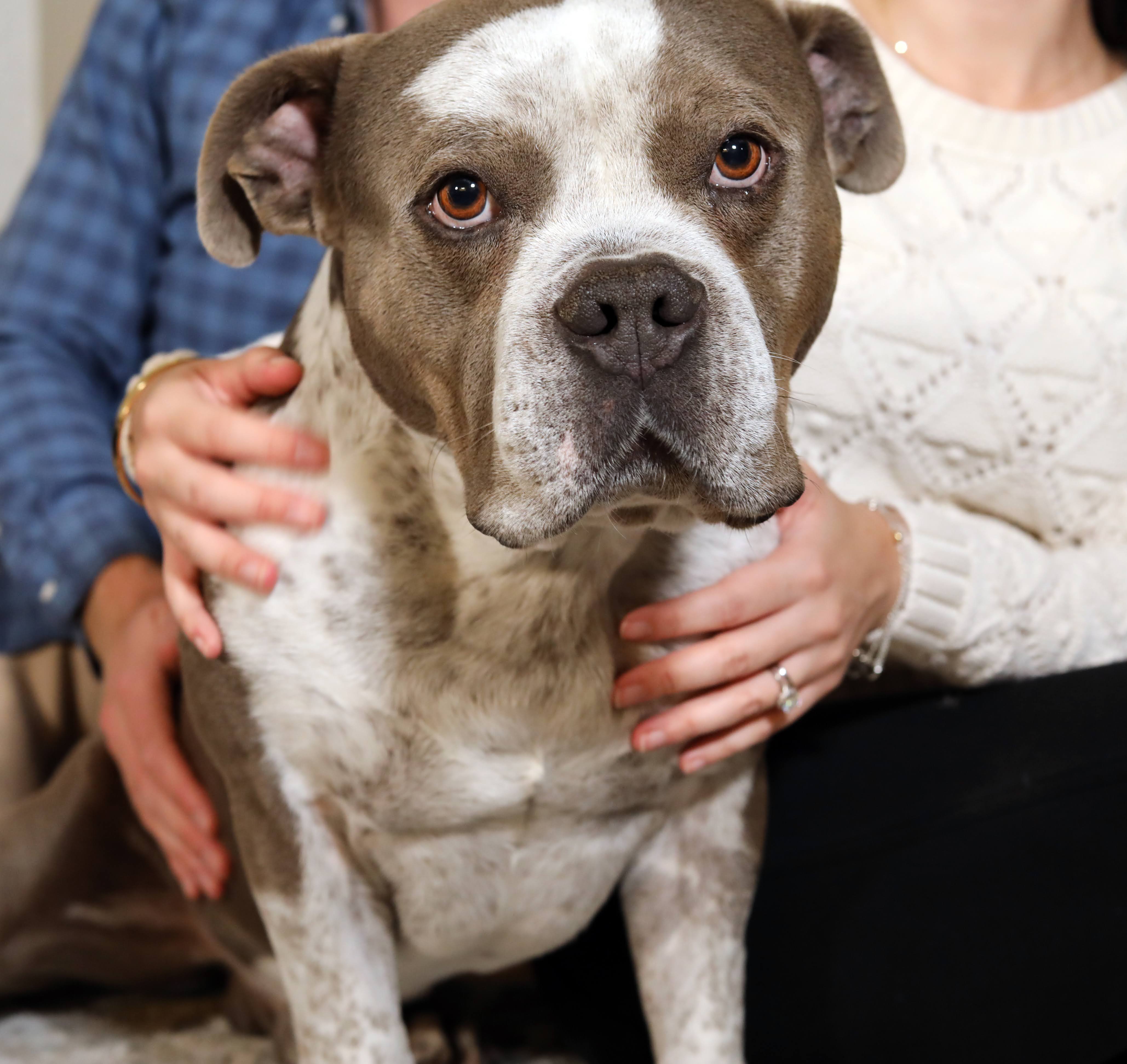 A gray and white dog sits between his people's hands, looking straight at the camera