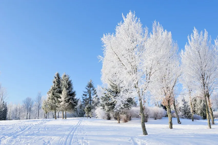 Snowy landscape with frost-covered trees.