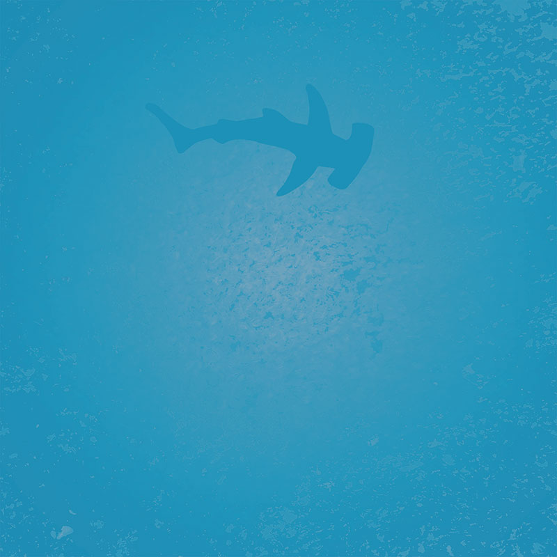 Cover art for "Stay Dry, Stay Warm" by Steve and the Sea. The artwork is a textured light blue, with the sillhouette of a hammerhead shark towards the top. The image gives the impression of being deep underwater looking upwards towards the sunny sky, with the shark sillhouetted against the light.
