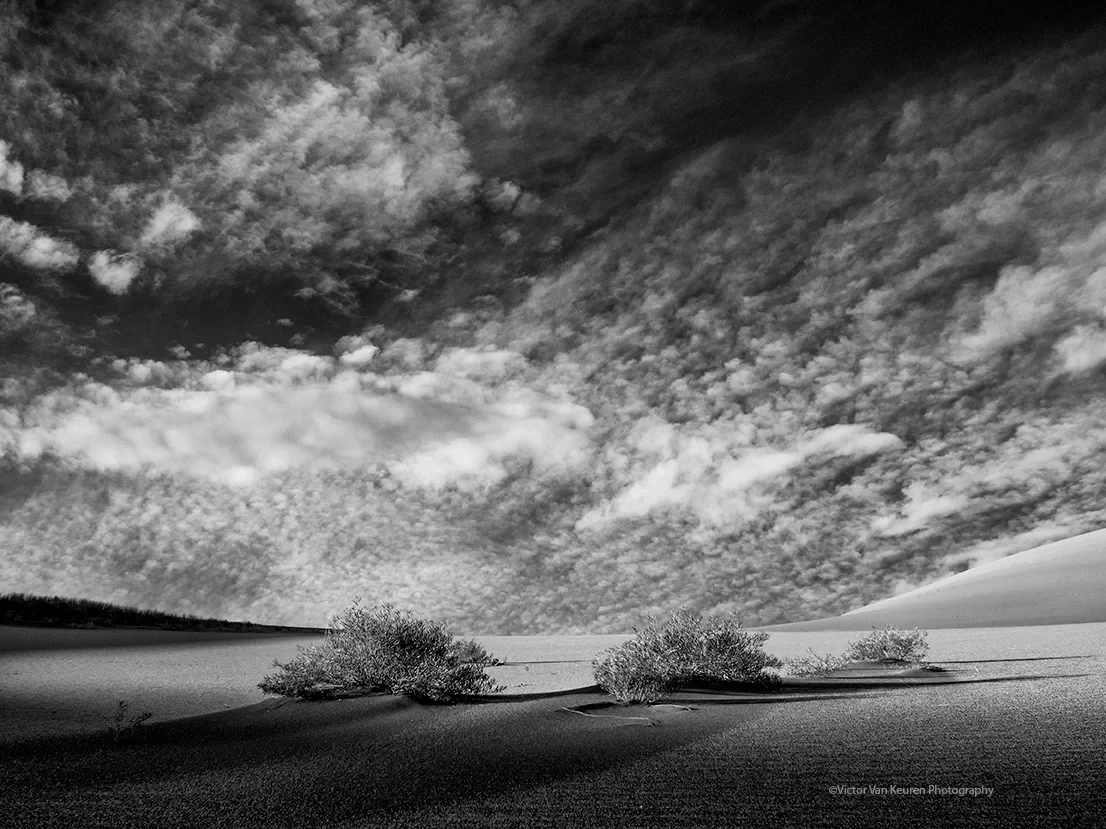 Work from dos desiertos