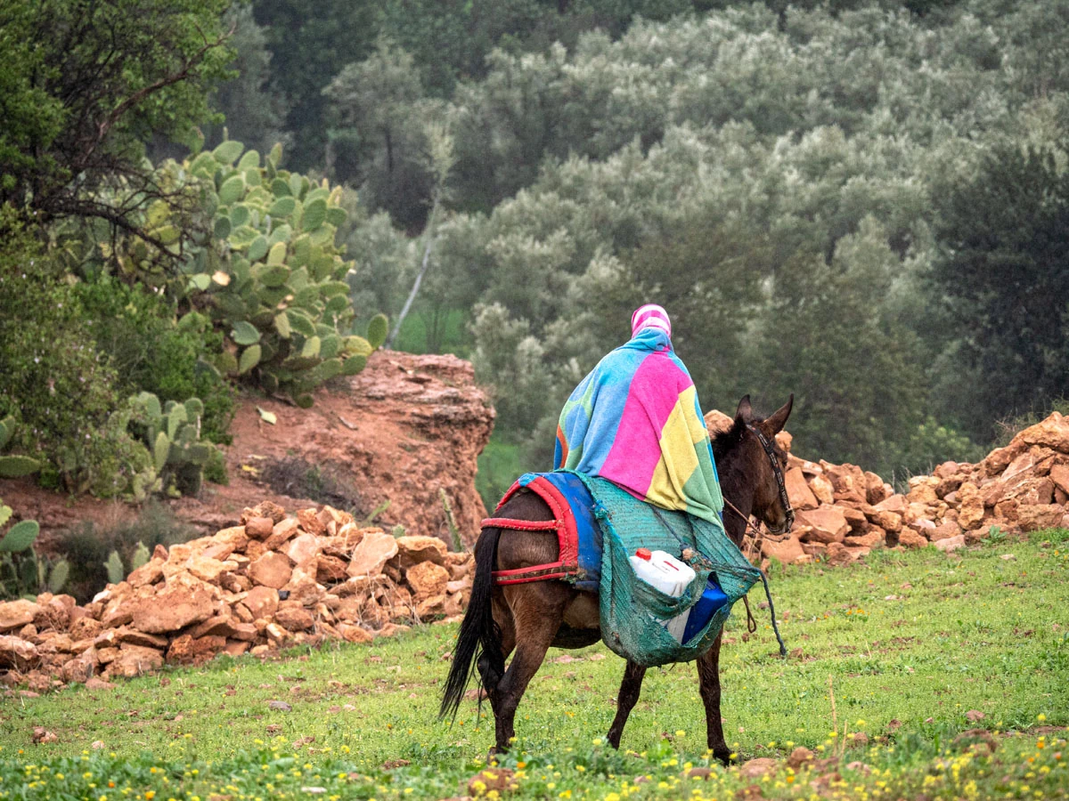 Amazigh, image 3
