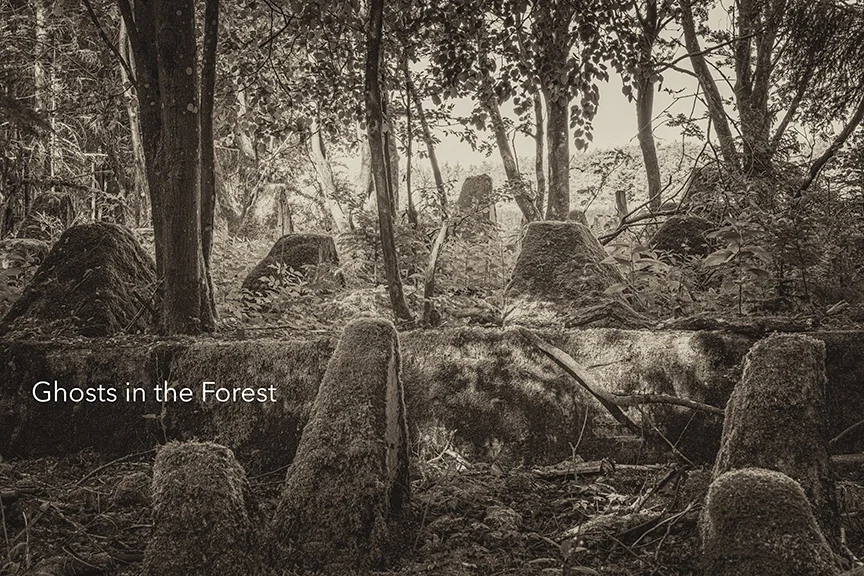 Ghosts in the Forest, image 4