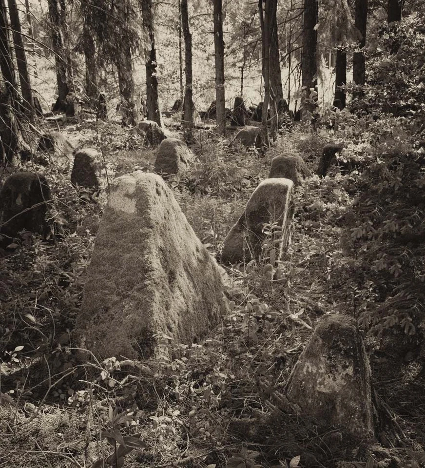 Ghosts in the Forest, image 5