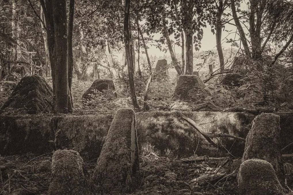 Ghosts in the Forest, image 14