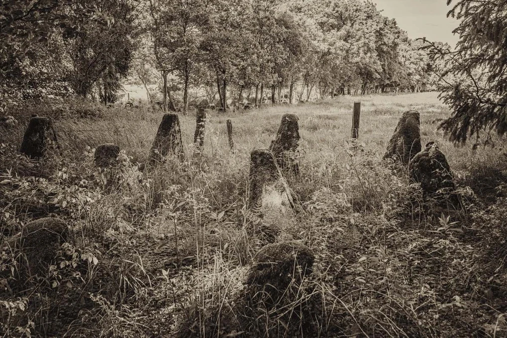 Ghosts in the Forest, image 8