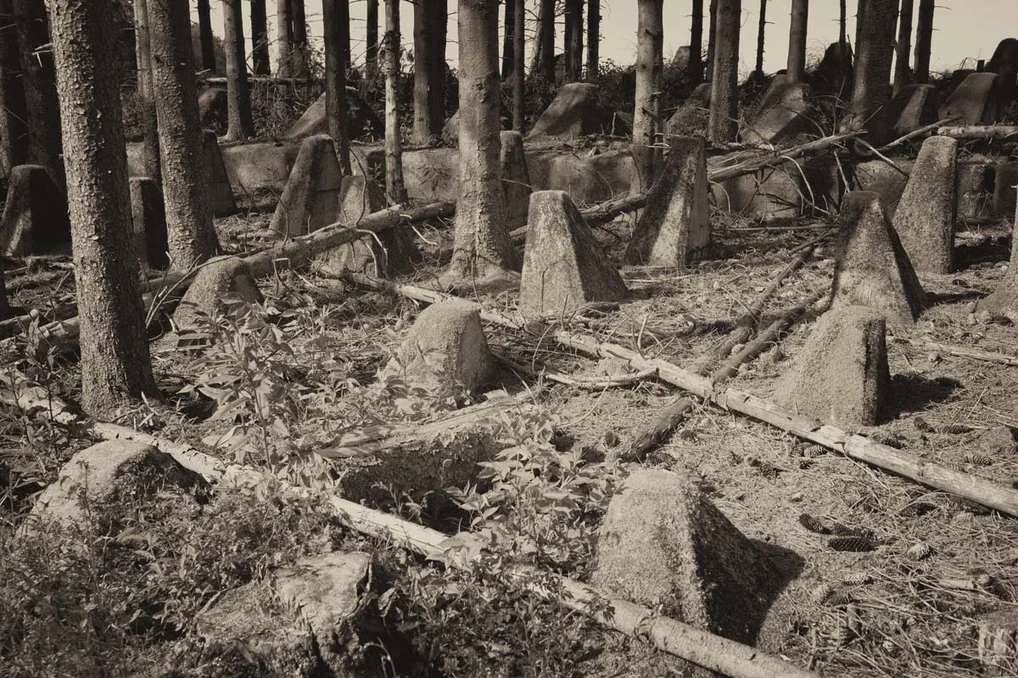 Ghosts in the Forest, image 11