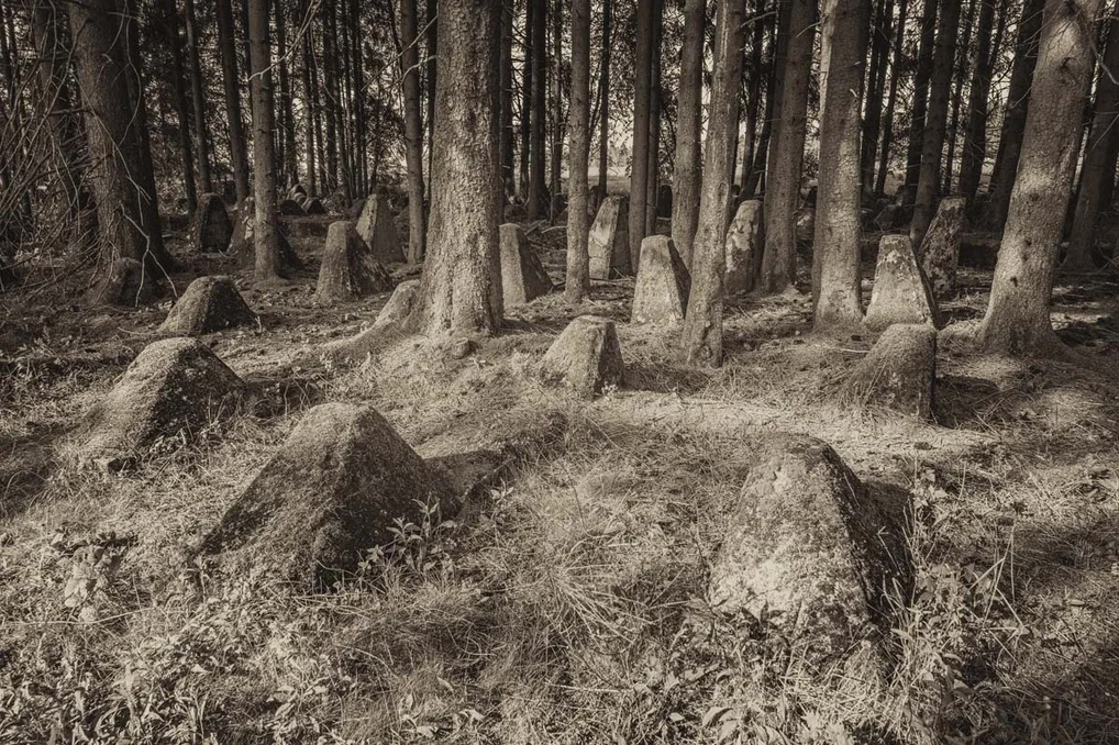 Ghosts in the Forest, image 2