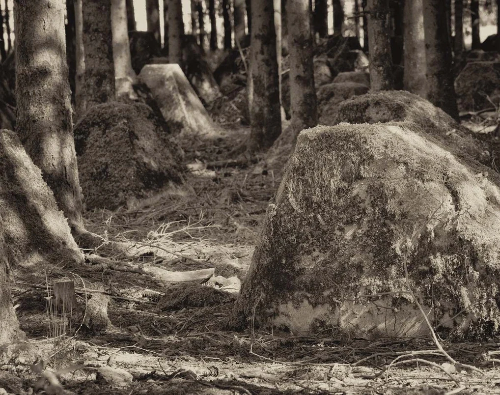 Ghosts in the Forest, image 7