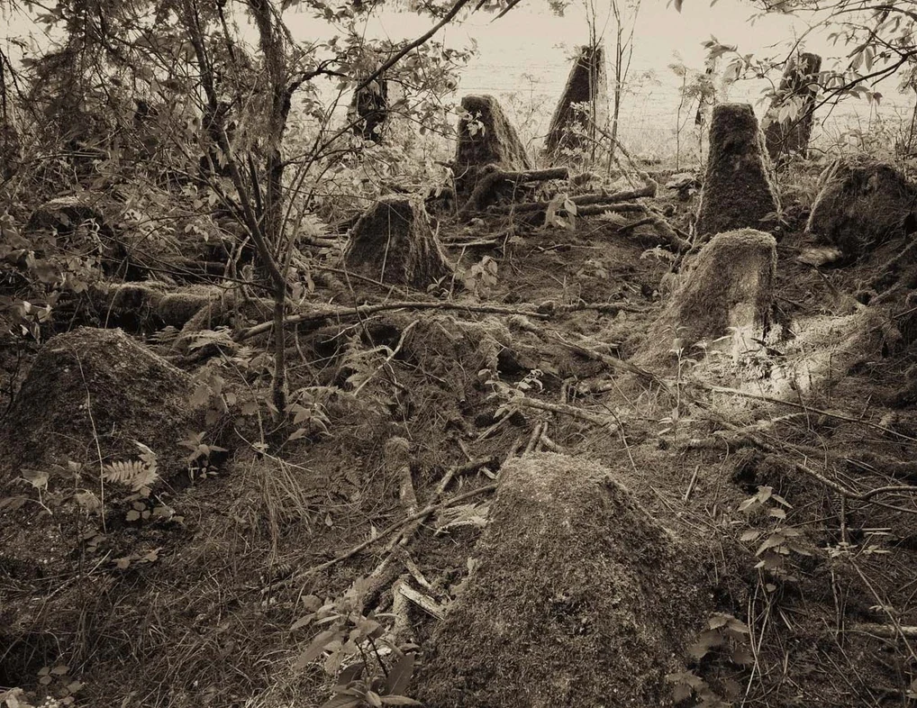 Ghosts in the Forest, image 12