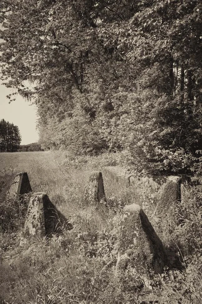 Ghosts in the Forest, image 3