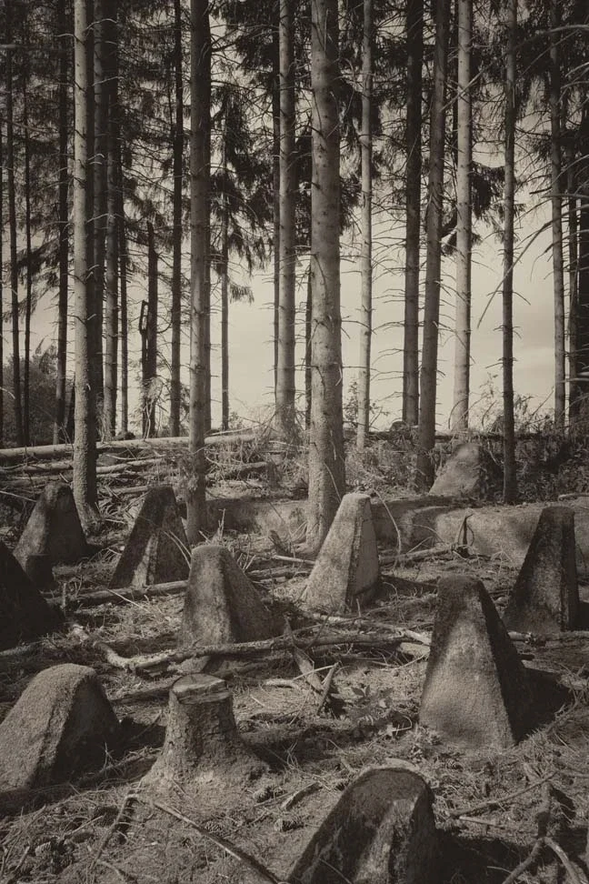 Ghosts in the Forest, image 13