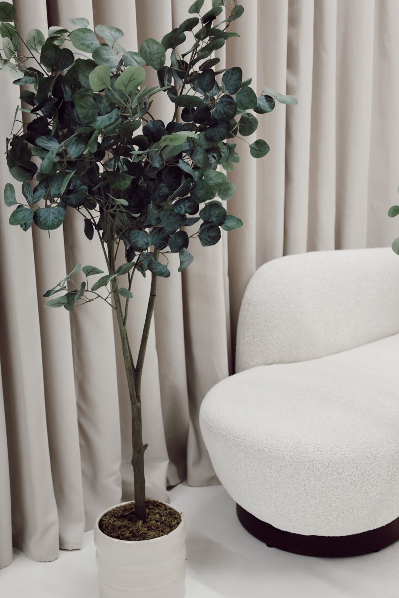Eucalyptus tree beside a cream bouclé chair and beige curtains