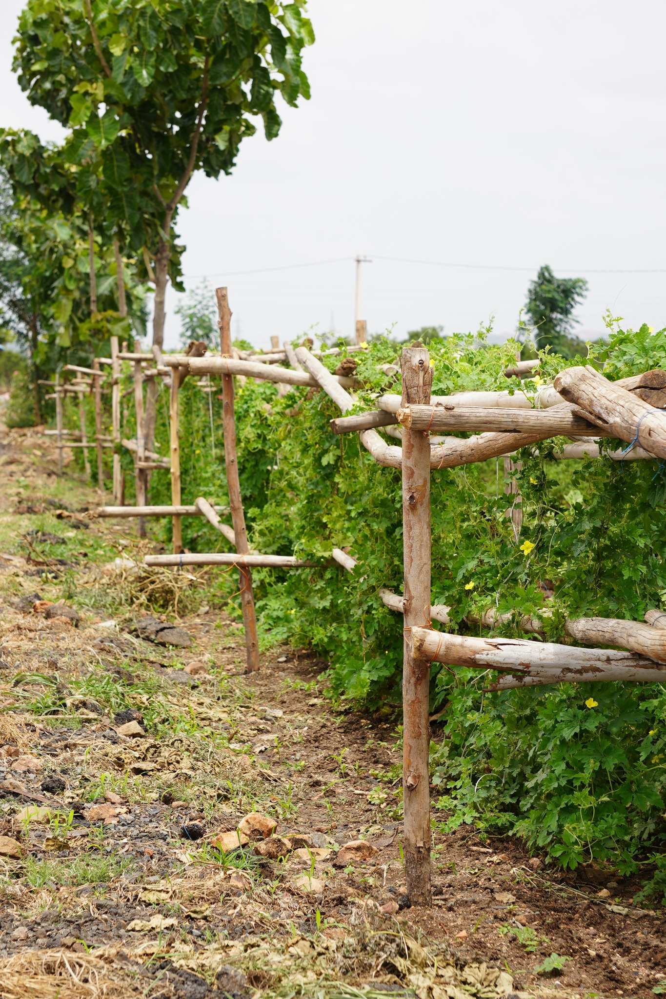 Ervana Wildfarms farming and hospitality