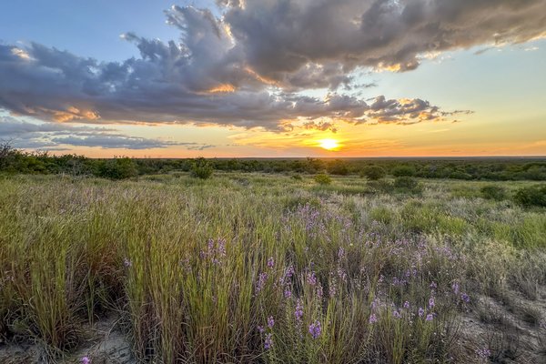 Sunset over a vast grassland with scattered shrubs and purple wildflowers under a partly cloudy sky.