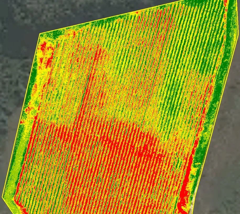 Crop health map of a row crop field