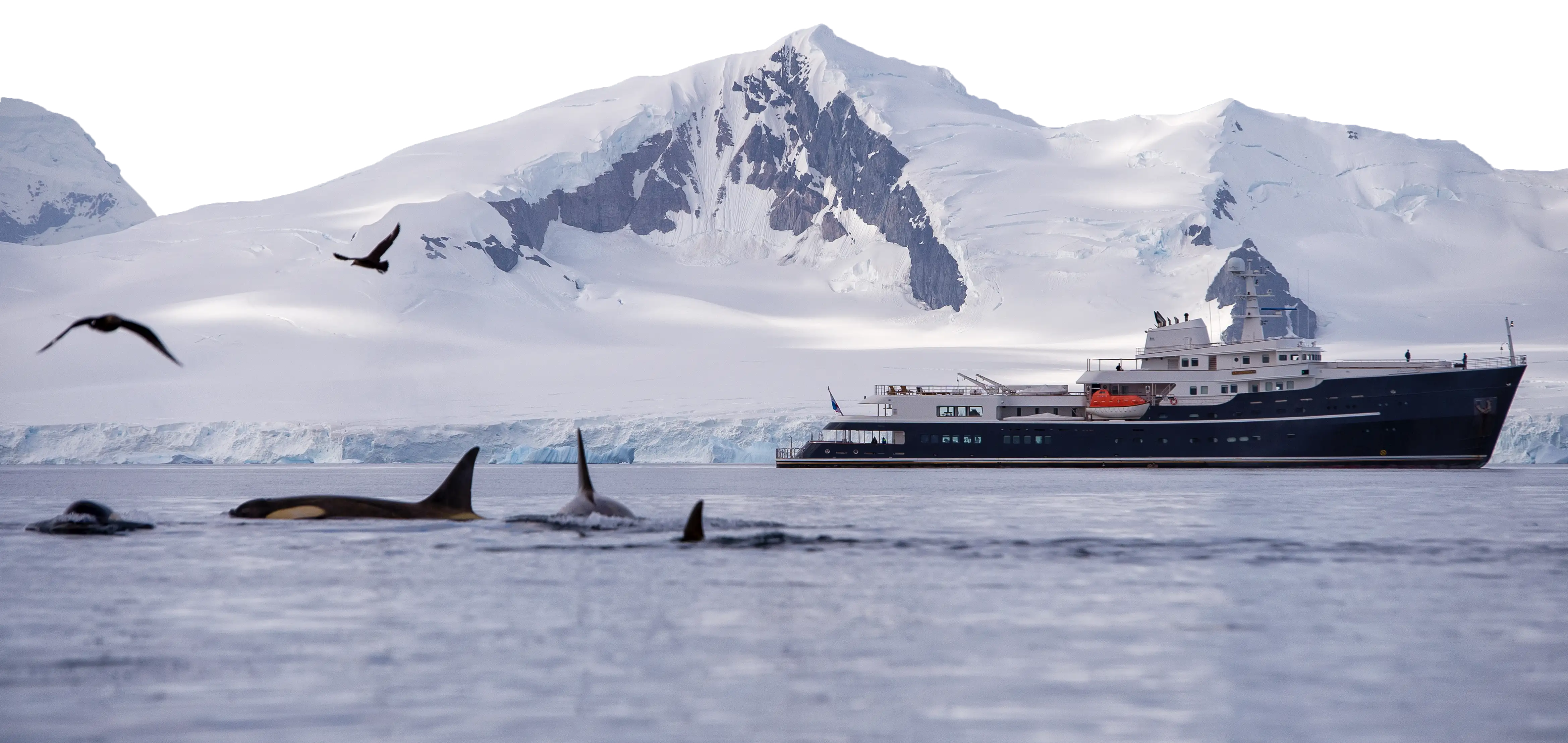 Expedition ship passing orcas below snow-capped Antarctic mountains