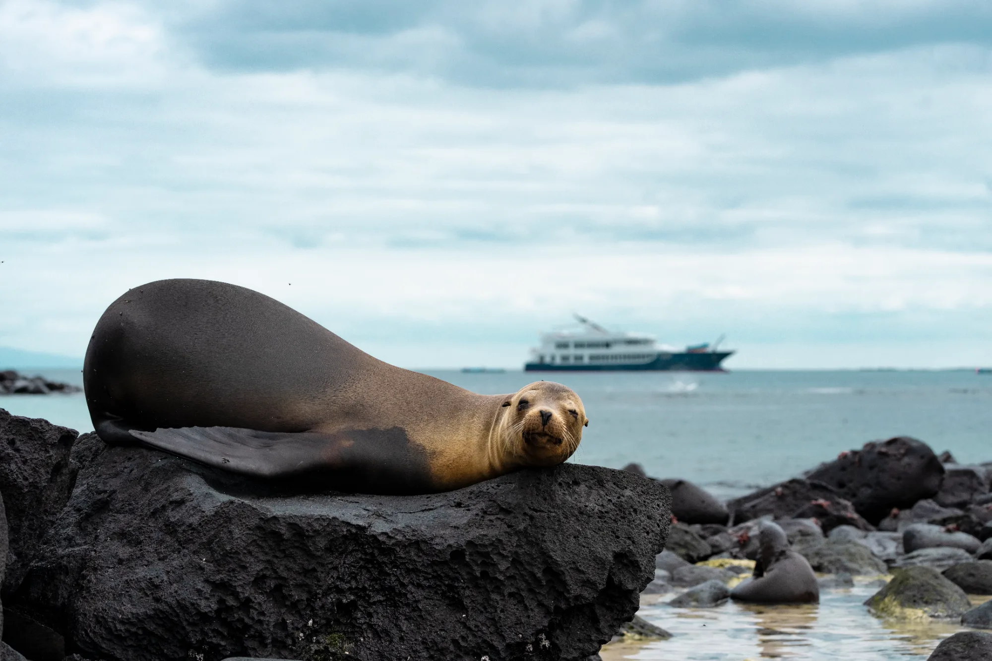 A Galápagos sea lion resting on volcanic rock with the expedition yacht Theory anchored offshore