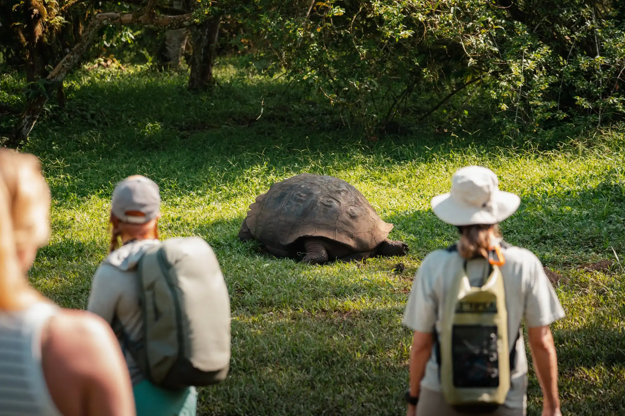 Guided shore encounter in the Galápagos