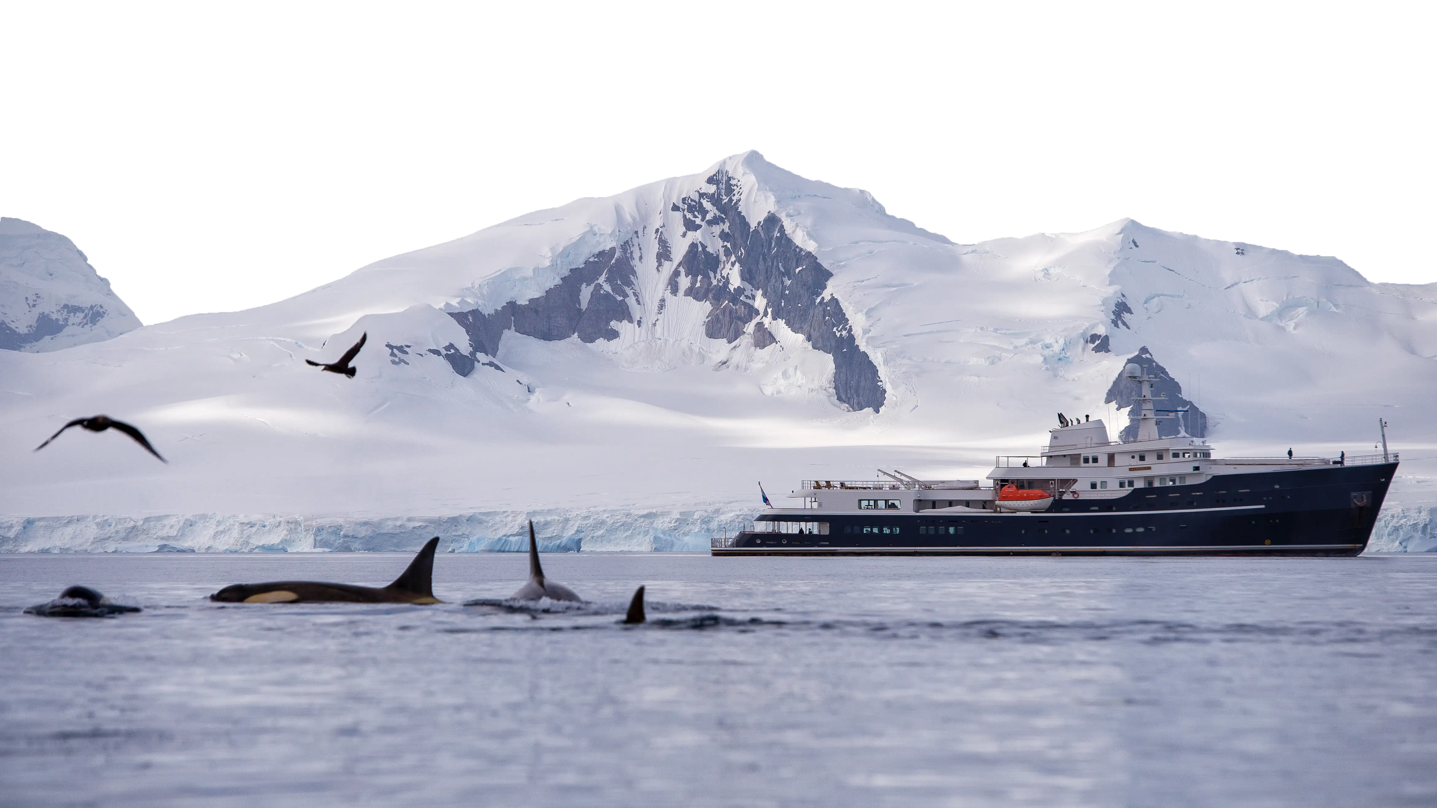 An expedition ship among orcas in Antarctic waters