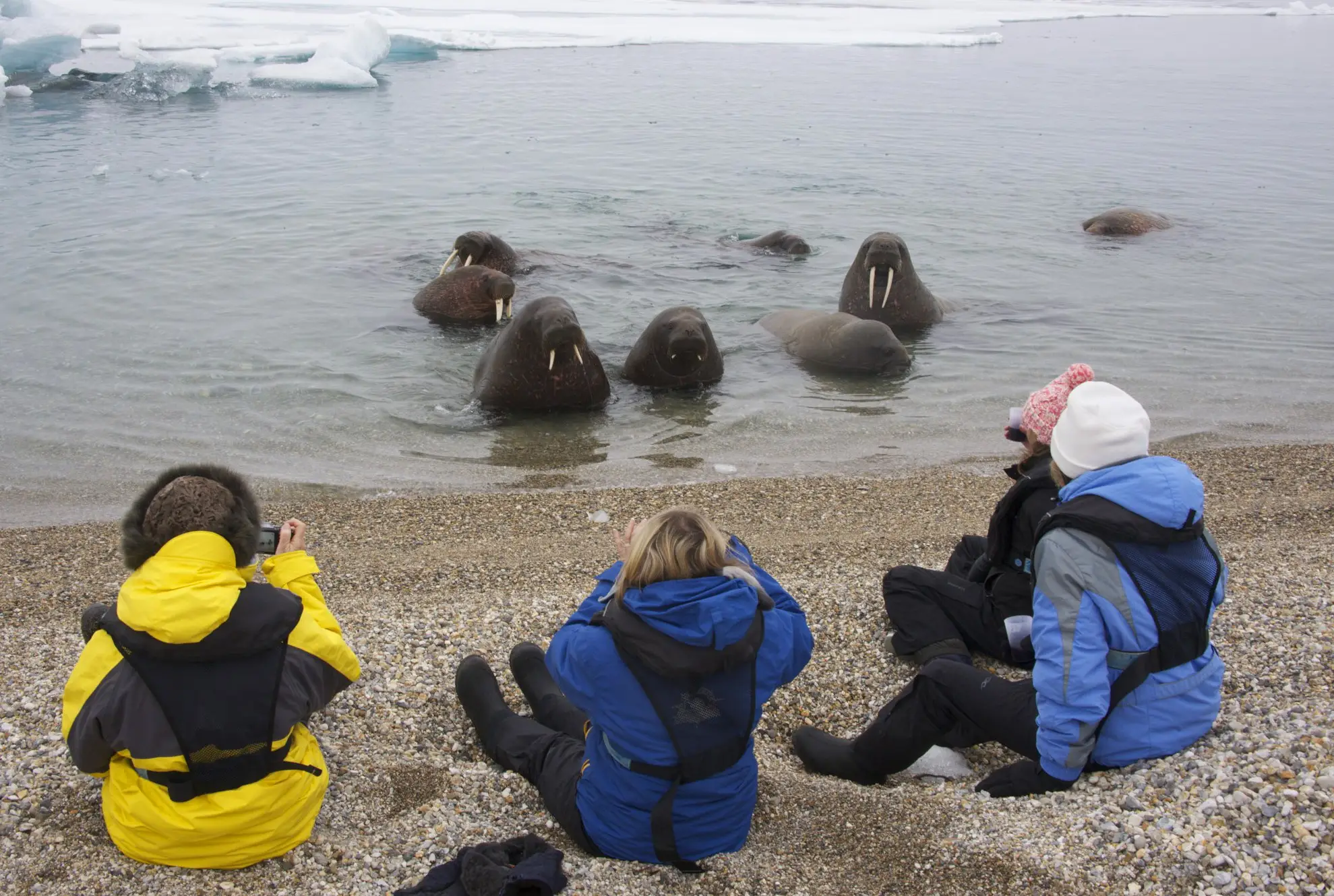 Expedition guests watching walruses from the shore in the Norwegian Arctic