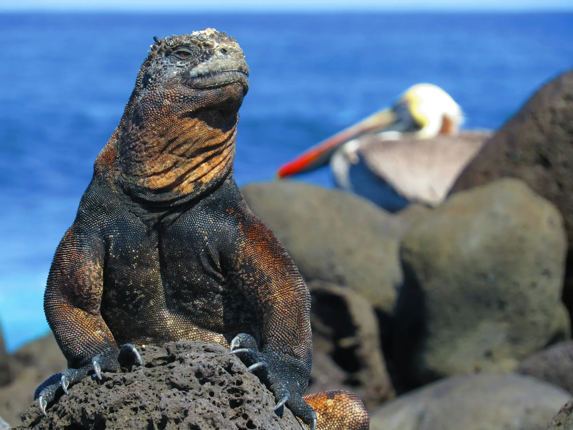 Galápagos marine iguana