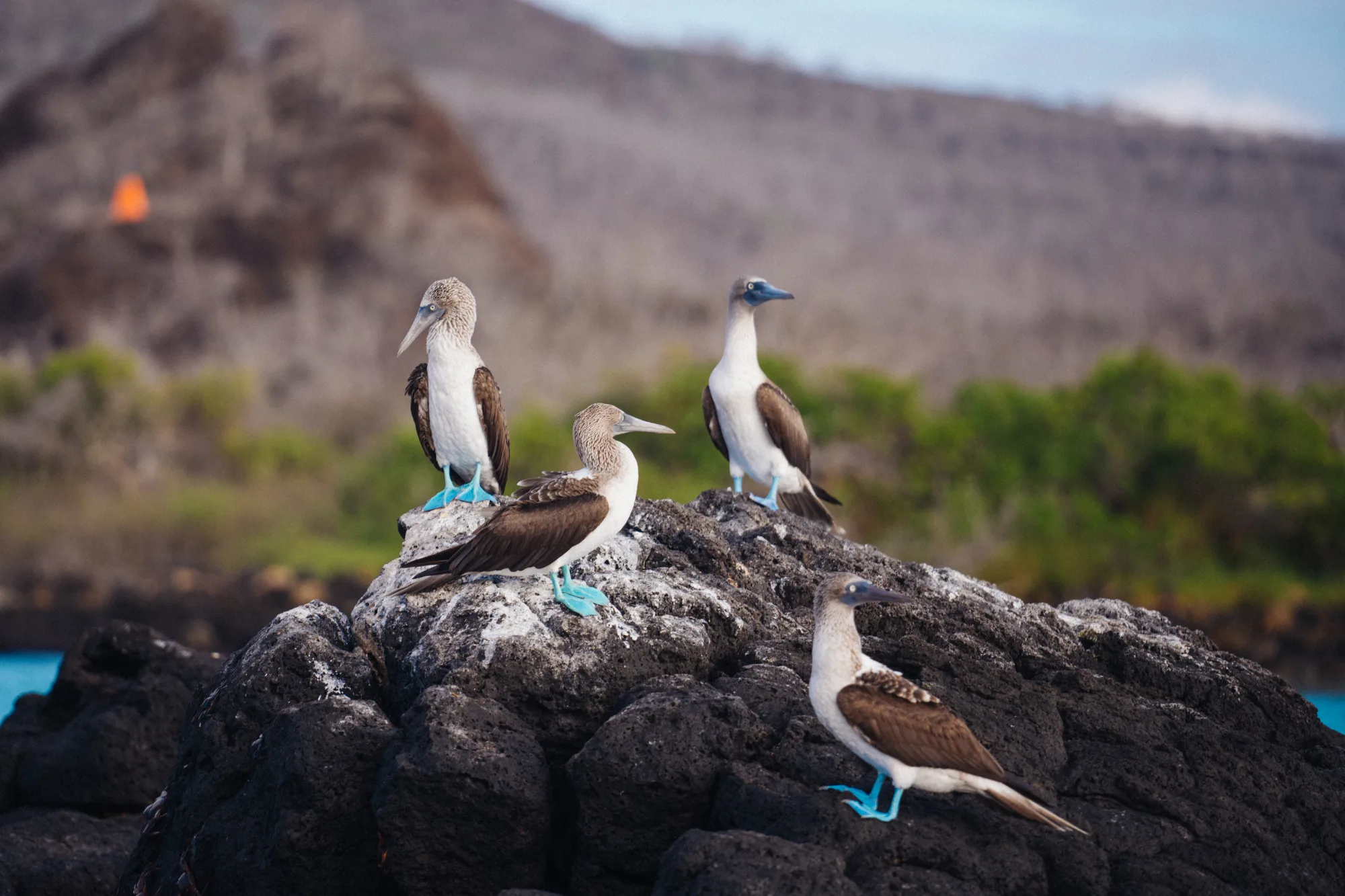 Galápagos blue-footed booby