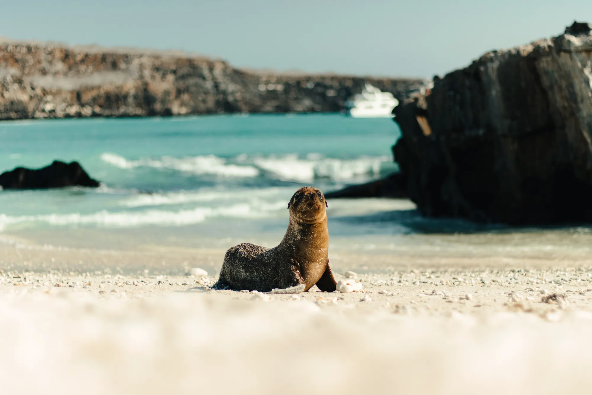 Galápagos sea lion