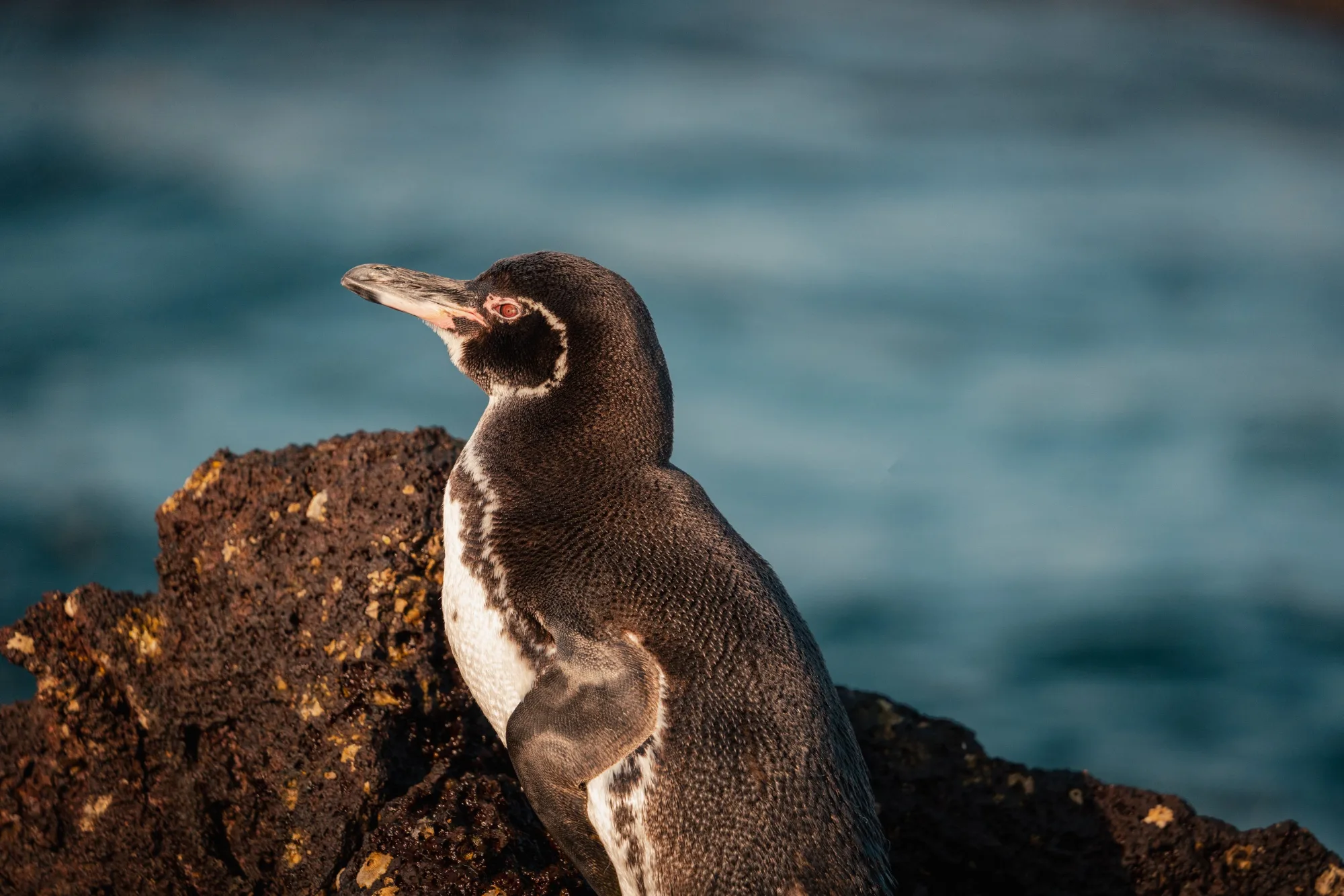 Galápagos penguin