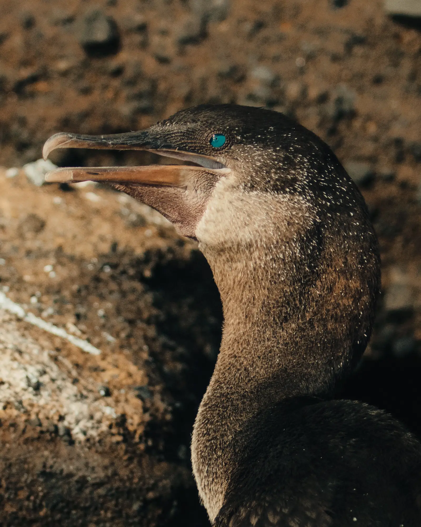 Galápagos flightless cormorant