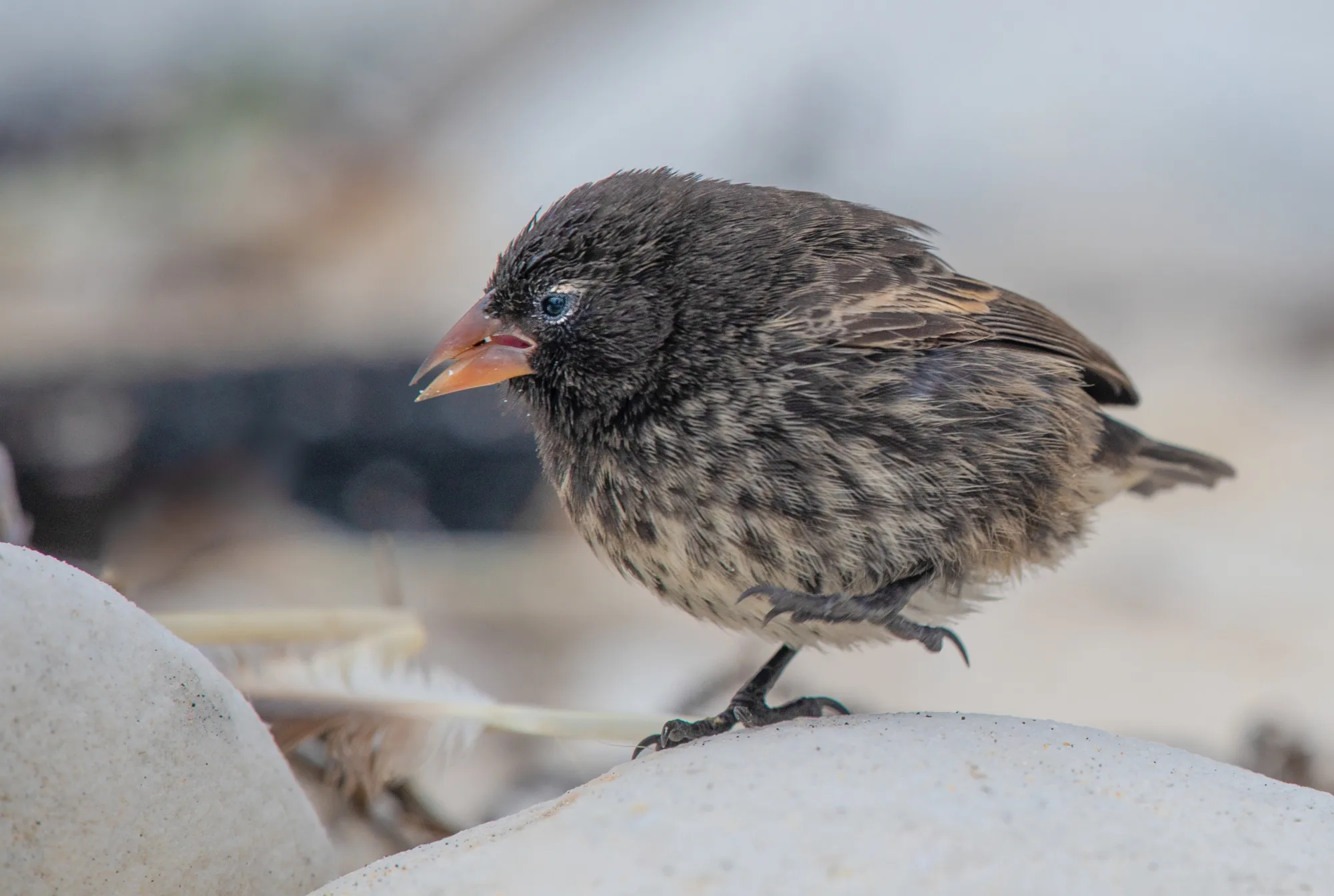 Darwin's finch