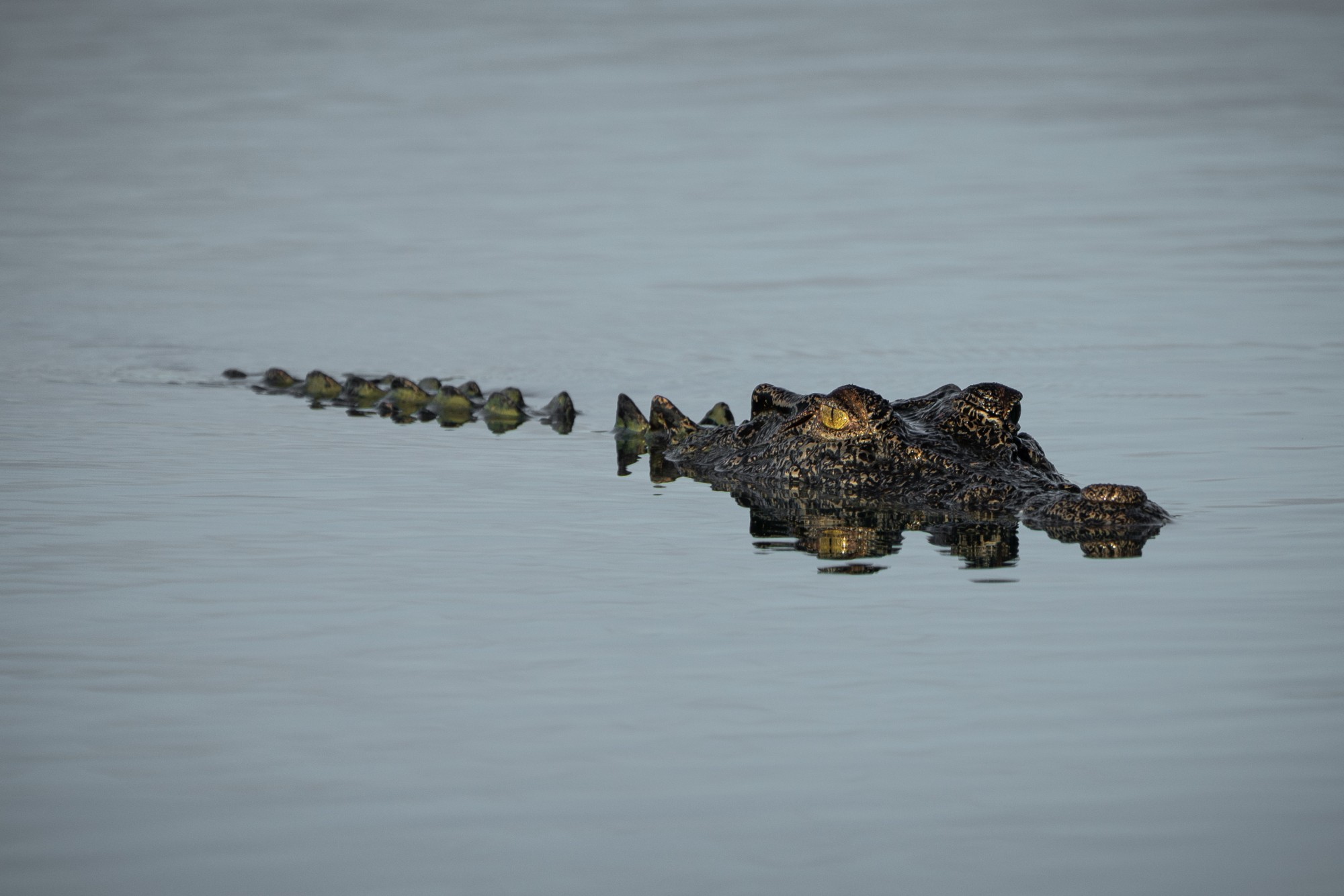 Saltwater crocodile gliding through still water