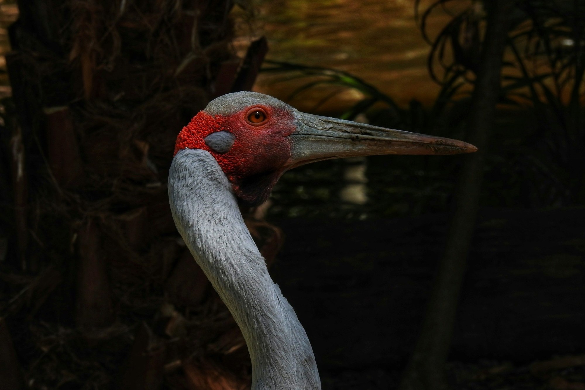 Brolga showing its grey plumage and red head