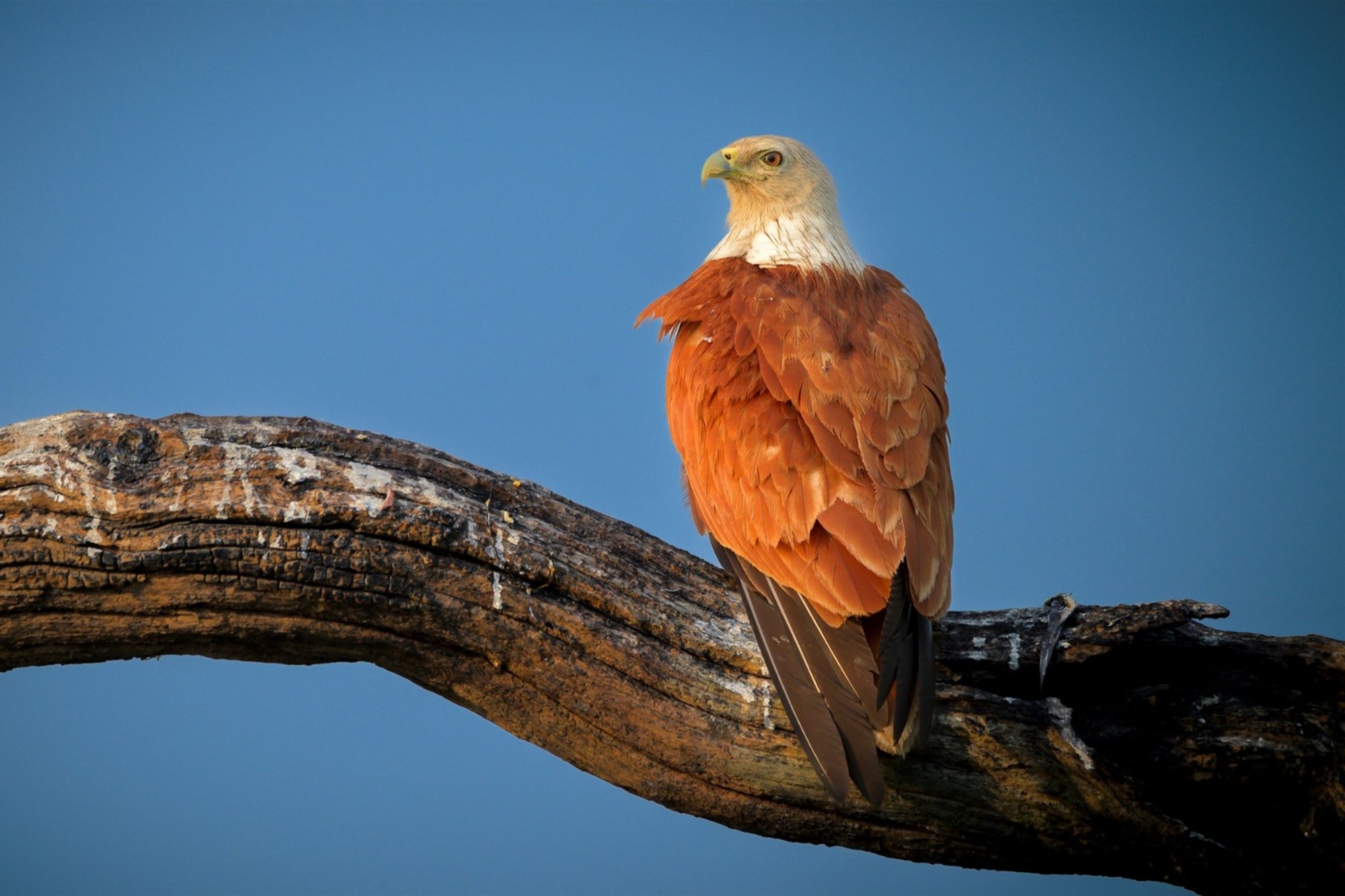 Brahminy kite perched on a weathered branch against a blue sky