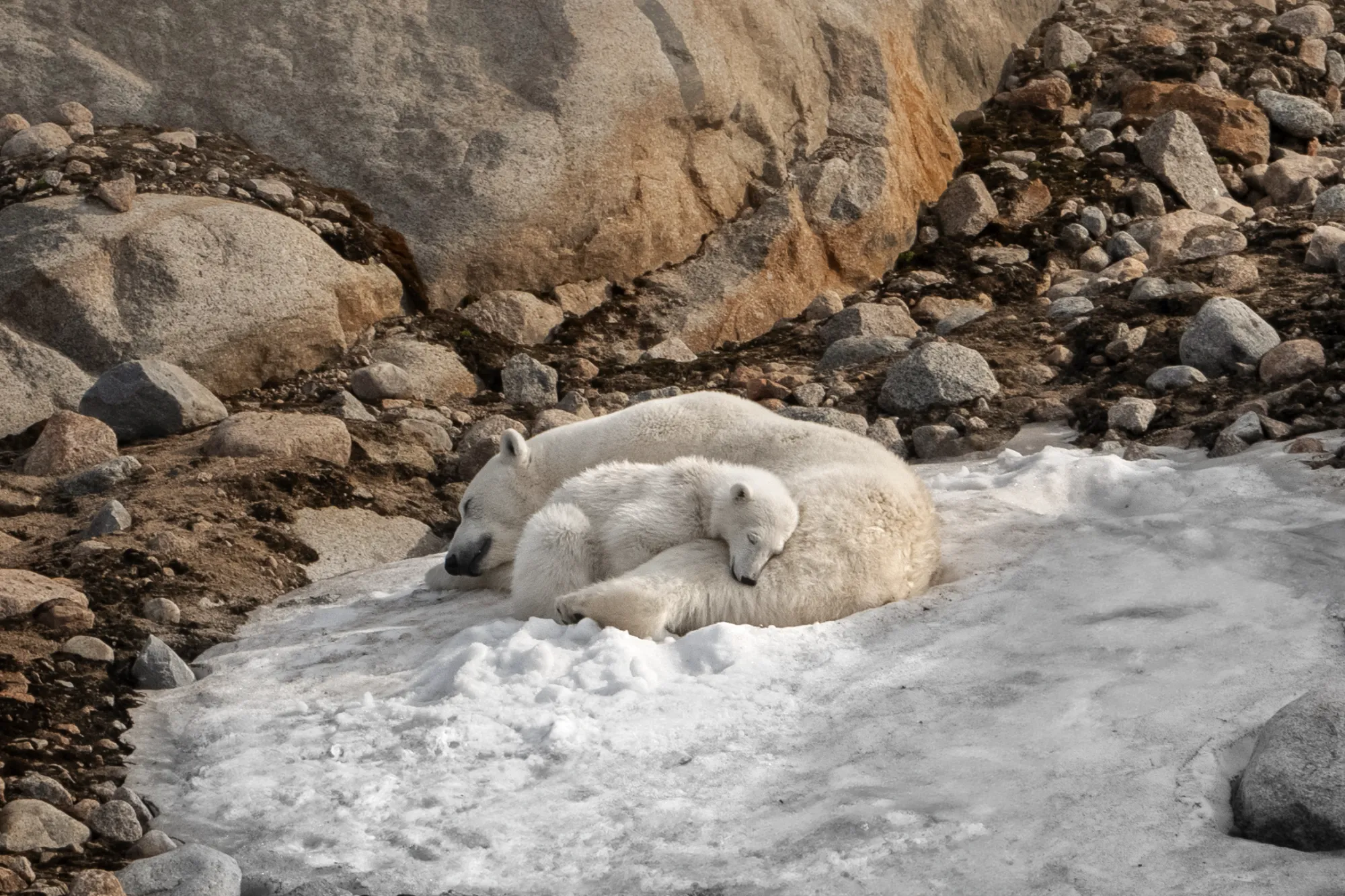 Polar bear mother and cub sleeping on a patch of snow among rocks in Svalbard
