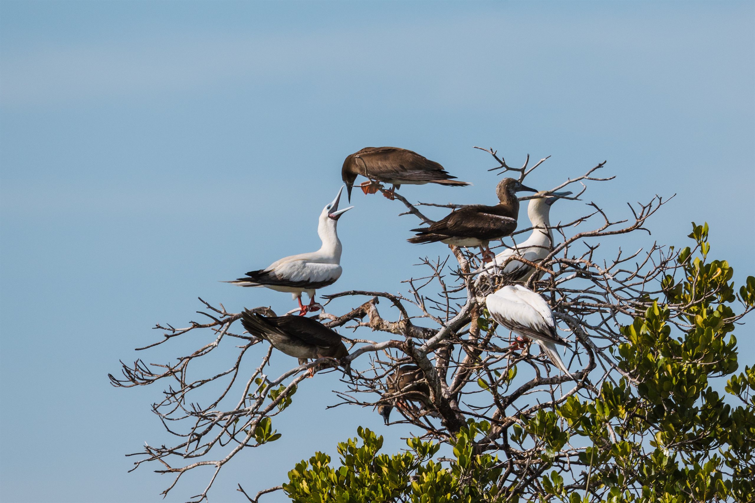 Red-footed boobies perched in the branches of a mangrove